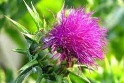 خارمریم از نگاه داروساز؛ گیاهی با ترکیبات هدفمند برای حمایت از کبد