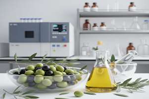 زیتون؛ منبعی طبیعی از ترکیبات آنتی‌اکسیدان در داروسازی سنتی